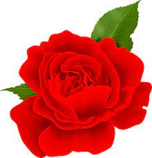 Red Rose Png In 2021 Red Rose Png Rose Png Red Roses