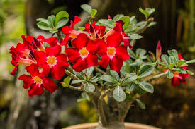 Image result for Adenium