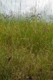 Image result for Lintonia nutans