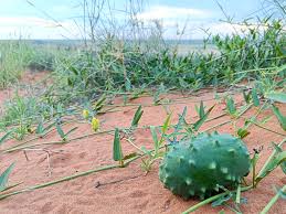 Image result for Acanthosicyos naudinianus