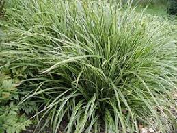 Stauden Schatze Carex Icedance Soho Style Herbs Plants