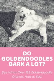 Do Goldendoodles Bark A Lot Doodle Doods Trainabilty Post Lights come on when the cats wander around. do goldendoodles bark a lot doodle
