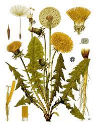 Resultado De Imagen De Taraxacum Officinale Plant Art Dandelion Art Garden Wall Art