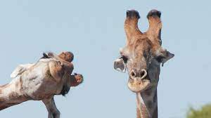 Animals are unpredictable, and here are 50 photos that prove how funny that is. These Funny Animal Photos Are Combining Comedy With Conservation Euronews