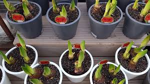 Blumenzwiebeln können das ganze jahr in der erde bleiben. Was Ist Wichtig Beim Blumenzwiebeln Pflanzen 7 Tipps
