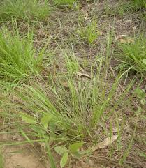 Image result for Eragrostis caespitosa