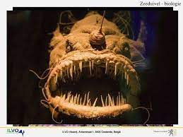 Zwarte zeeduivel diepzee zeeduivel diepzee rode lipvleermuisvis, diepzeevis, afgrond zone, zeeduivel png. Ppt Zeeduivel Beheersmaatregelen En Vangstquota Voor De Vis Van Het Jaar 2010 Powerpoint Presentation Id 3484561