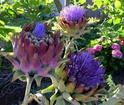 Helianthus (/ˌhiːliˈænθəs/) is a genus comprising about 70 species of annual and perennial flowering plants in the daisy family asteraceae. Pin By Lena Calvo On Outside Landscaping Plants Edible Landscaping Artichoke Flower