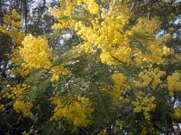 Acacial In Bloom Flowering Trees Acacia Tree Fruit Trees