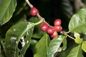 Image result for Coffea ligustroides