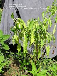 When Pepper Plants Wilt You Should Pay Attention This Article Will Explain More About The Toughtoeradicate Dise Pepper Plants Chilli Plant Hot Peppers Plants
