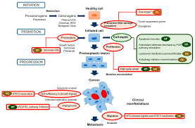 Ijms Free Full Text Phenolic Compounds Isolated From Olive Oil As Nutraceutical Tools For The Prevention And Management Of Cancer And Cardiovascular Diseases Html