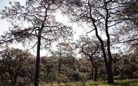 Also, anyone have any info on san nicolas(i believe is called)near colotlan jalisco? Le Ha Ganado El Bosque De La Primavera Tiene Mil 600 Hectareas Mas Que Hace 40 Anos El Occidental Noticias Locales Policiacas Sobre Mexico Guadalajara Y El Mundo