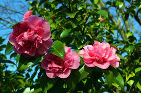 Camellia Feeding Tips How And When To Fertilize Camellia