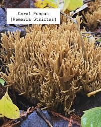 Image result for Ramaria stricta