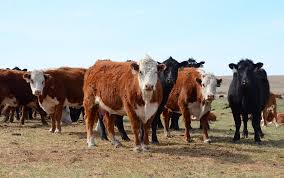 That price will vary considerably and there are two parts to the answer. 8 Drivers Of Profitability And How To Manage Them To Make More Money Beef Magazine