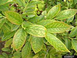 We did not find results for: Iron Deficiency On Lowbush Blueberry Vaccinium Angustifolium 5548527