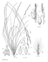 Image result for Eriochloa