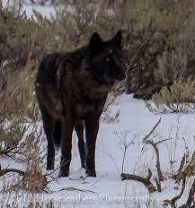 Lamar Valley Yearling Female Wolf Life Yellowstone Wolves Wolf Love