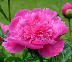 We did not find results for: Pin On Piony