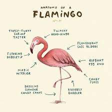 Anatomy Of A Flamingo Birthday Card Flamingo Flamingo Facts Flamingo Pictures