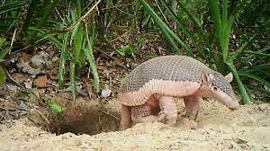 Learn About This Baby Giant Armadillo Armadillo Celtic Tattoo Symbols Black And Grey Tattoos