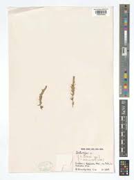 Image result for Micromeria imbricata