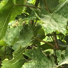 Image result for Uncinula necator