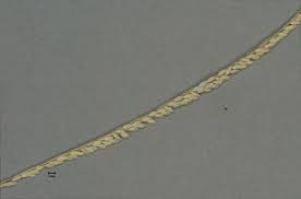 Image result for Digitaria pulchra