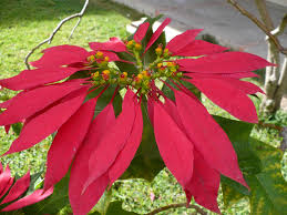 Image result for Euphorbiaceae