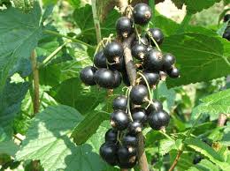Currant shrubs prefer the cool conditions in usda plant hardiness zones 3 through 5. Blackcurrant Wikipedia