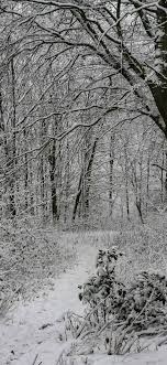 Maybe you would like to learn more about one of these? Hintergrundbilder Winter Im Wald