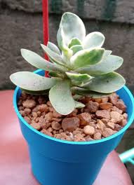 Image result for Crassula globularioides
