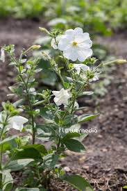 Image result for Petunia axillaris