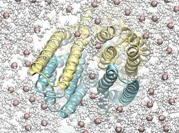 Image result for P-Glycoprotein