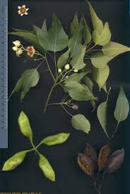 Image result for Brachychiton populneus