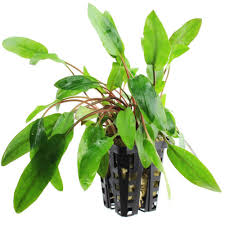 Cryptocoryne beckettii at premium buces. Live Tropical Aquarium Fish Tank Aquatic Aquascaping Plants For Sale Freshwater Plants Cryptocoryne Beckettii Buy Online In Bahamas At Bahamas Desertcart Com Productid 54320369