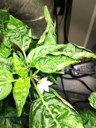 Image result for Scleria induta