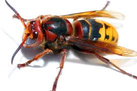 You will need to mix equal parts of water and white vinegar thoroughly and store it in a spray bottle. How To Get Rid Of Hornets Getridofthings Com