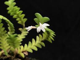 Image result for Angraecum distichum