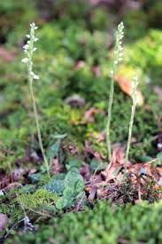 Image result for Goodyera