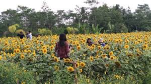 Bunga matahari atau biasa disebut sunflower tidak hanya memiliki bentuk mirip dengan matahari, tetapi pertumbuhannya juga sangat bergantung pada intensitas sinar matahari. Menikmati Indahnya Hamparan Kebun Bunga Matahari Di Hargobinangun Sleman Tribun Jogja