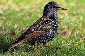 Maybe you would like to learn more about one of these? Der Star Ist Vogel Des Jahres 2018 Nabu
