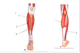 A complete list of muscular system quizzes; Lower Leg Anterior And Posterior Muscles Diagram Quizlet