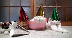 Happy birthday, geburtstag, katze, torte | geburtstag gif, geburtstagsgrüße sprüche, geburtstagsgrüße. Geburtstag Der Katze Gifs 40 Animierte Bilder Kostenlos