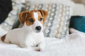 Although it is a perishable commodity, it can be stored for long periods of time, making bulk purchases. Should I Get My Dog Vaccinated Bartlett Vet