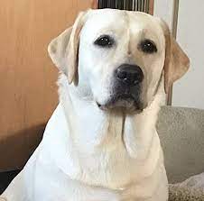 Find yellow lab puppies in canada | visit kijiji classifieds to buy, sell, or trade almost anything! Cold Creek Farms Yellow Labradors Our Dogs Breeders Oregon Labs Labrador Yellow Labrador Retriever Dog Nursery