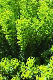 Image result for Euphorbia guerichiana