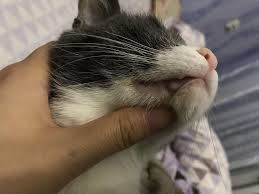 shishka vo rtu u koshki besplatnaya konsultaciya veterinara pitomcy mail ru