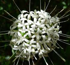 Image result for Pavetta uniflora